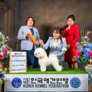 올웨이즈 반려견 미용실 이미지