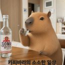고마디자인 | 소주 대신 스페인 감성? 포도 증류주! 고마그라제(GOMA graze)솔직 후기
