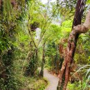 11월8일 정기산행 WaitaKere Ranges 산행.... 이미지