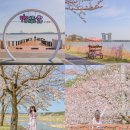 바우길 16구간 | 강릉 벚꽃 명소 경포호, 경포대 포함 실시간 개화 후기 4/7