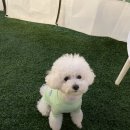 댕스크림 이미지