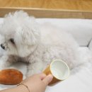 그레이캣독 | 안전하고 편안한 캣독랩 반려동물 쇼파 후기
