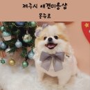 몽쥬르 | 제주 애견 미용 잘하는 곳 이도동 애견미용실 몽쥬르