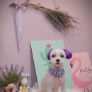 브라운 펫살롱 이미지