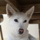 고은이