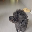 아따멍멍 미용앤호텔 이미지