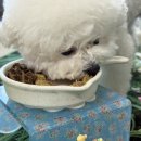 복실강아지 | 기호성 좋은 비숑 강아지수제간식 복실방앗간 강아지화식사료 추천