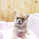이누베스트 이미지