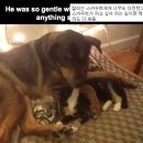 개와고양이 이미지