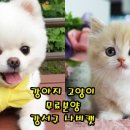 강서고양이분양 나비캣 한국목재신문