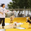 행복하 개 이미지