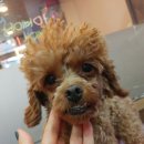 주주 펫 살롱 이미지