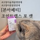프리미엄먼치킨 | 먼치킨 숏레그 고양이 관절영양제 후기 [본아페티] 조인트캡스포캣 고양이 슬개골 영양제