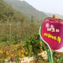 잭과 사과나무 이미지