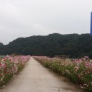 코스모스기념품