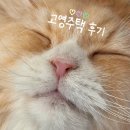 귀여운 야옹이들과 김포데이트 고영주택 후기
