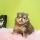 샵봄애견샵 이미지