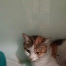 블라썸캣 이미지