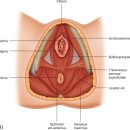 푸르니에 | 푸르니에 괴저(fournier’s gangrene)