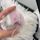 오늘은 그루밍 | 대구 중구 반려견 미용 내돈내산 후기 말티푸 미용 잘하는 곳 ‘솜그루밍(구 오멍누)’ 솔직 이용후기