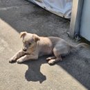 이팝나무 펜션 이미지