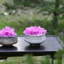 진달래밥상 이미지