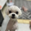 참좋은애견미용실 이미지