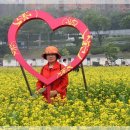 서래섬 유채꽃 역사방 나들이 축억 입니다 이미지