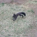 남이섬에서 만난 다람쥐와 청설모 이미지