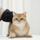 나디 | 고양이미용&고양이목욕, '나디캣' 냥빨 정착 후기