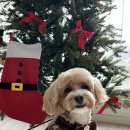 봉쥬르 밀크숑 이미지