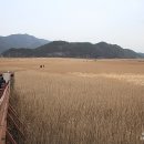 순천만 숲1 이미지