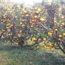 귤사랑쉼팡민박 이미지