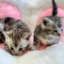 실버캐슬 캐터리 이미지