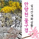 하천(비산대교) | 안양천 개나리 벚꽃 실시간 개화 상황 2024 4월 방문 후기