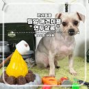 밀양 애견미용 연두살롱 밀양시청 미용맛집