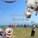 [기장 애견카페]5000평대 기장 강아지 동반 대형카페 &#39;헤이스테이&#39; 리뷰