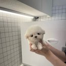 퍼피스토리 이미지