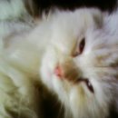 수의사회 동물 보호소로 보낸 터키시 앙골라 (유기 되었던 고양이) 이미지