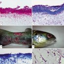 해수 양식 대서양연어 winter ulcer disease에서 병리조직학적으로 Tenacibaculum확인 이미지