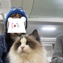 마억두의 신대방고양이카페 &#39;고양이기숙사&#39; 방문기