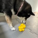 핑크퍼피 | 강아지 오래노는 노즈워크 장난감 옙퍼피 바이트볼 핑크스탠드 트라이퍼즐