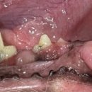 강남예치과동물병원 이미지