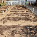 세류2동 행정복지센터 사랑나눔방 _권선구 | 매탄3동 슬기로운 텃밭라이프 상추 심기/권선종묘농약사 모종 구입 후기