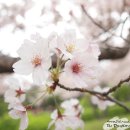 2010년 4월 18일(일) 비봉산 벚꽃산행 및 한택식물원 산책(초초급) 이미지
