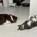 루아펫 | 자동급식기 AT-210 개봉기! 앱 연동, 음성녹음 가능한 반려견 반려묘 필수템! 펫테리어 꿀템 솔직후기 리뷰
