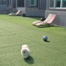 퍼피랜드 네이버블로그