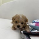 이소퍼피 강아지 남양주점 | 남양주 다산동 별내동 강아지분양 펫샵 애견분양 여기 추천해요!