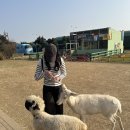 새별목장 | 제주여행 2박 3일 서쪽 가볼 만한 곳 [새별프렌즈] 알파카 목장 &amp; 블랙노즈 양이 있는 동물원 강추!