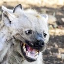 하이에나 PC 이미지